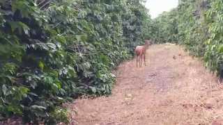 preview picture of video 'Encontro com cervo no cafezal / cedro australiano'