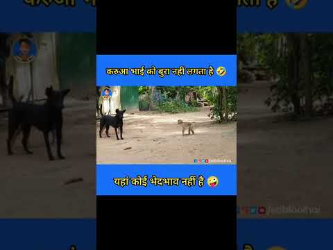 new comedy dog monkey ka comedy