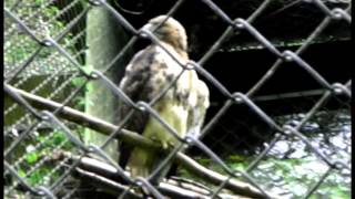 preview picture of video 'WNC Nature Center Walk Thru Preview Asheville NC'