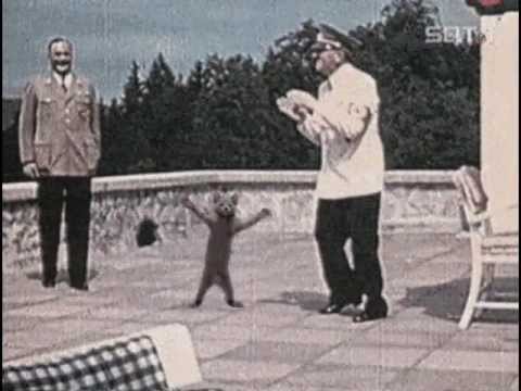 Cat dancing with Hitler