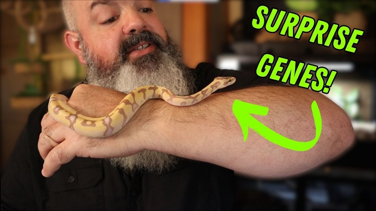 Surprises in This New Clutch: Ball Python Morph ID