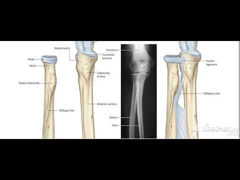 Flexor digitorum superficialis