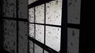 Lovebugs Swarm and Cover House || ViralHog