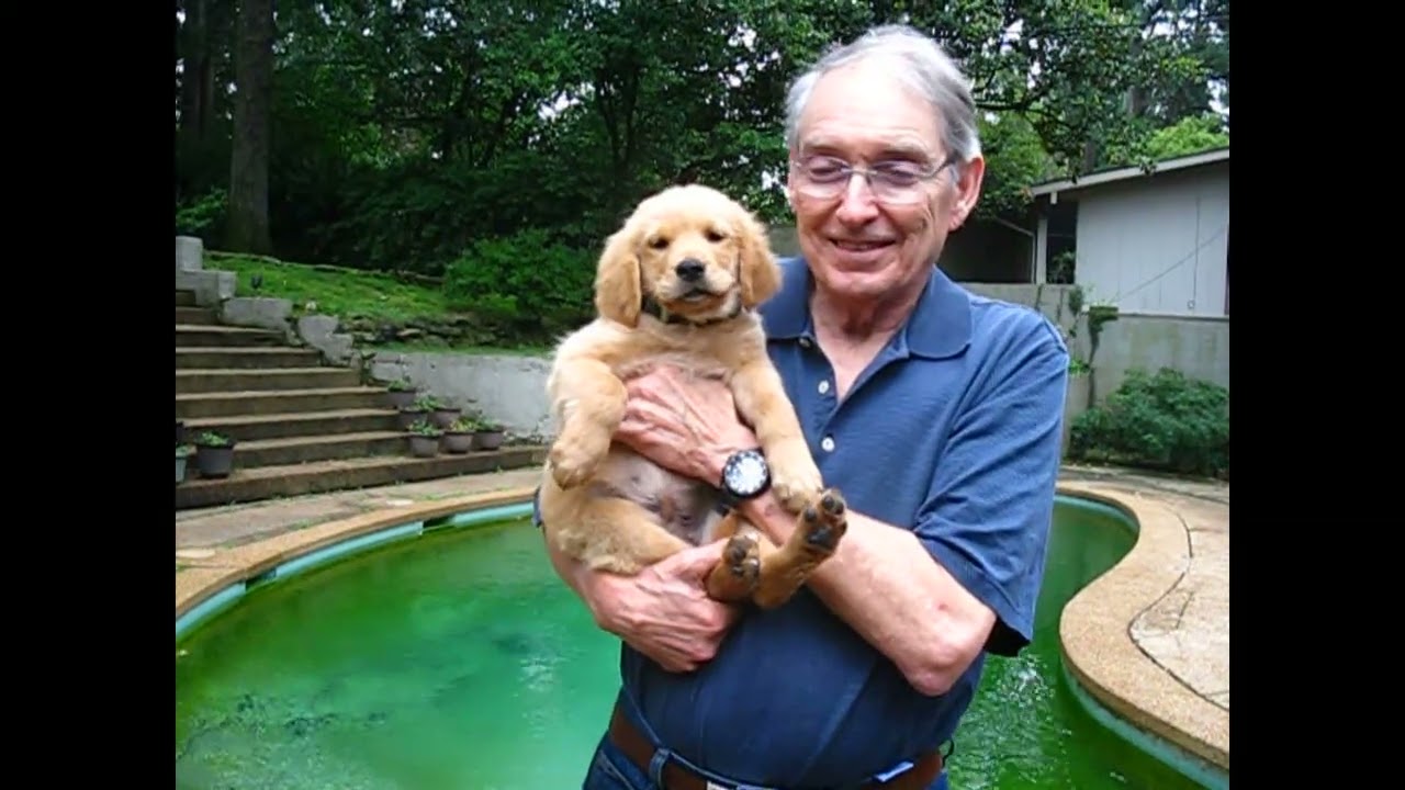 Enlarge Scout, an adopted Golden Retriever in White Plains, NY video 5/5