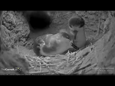A Look Inside The November Courtship Period Of The Bermuda Petrel – Nov. 21, 2017