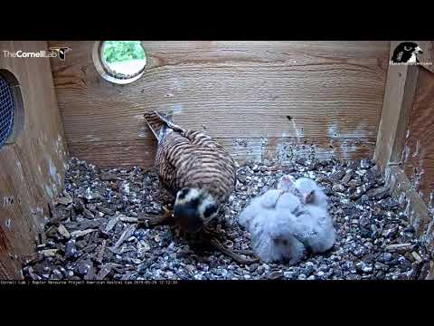 American Kestrel Chick Swallows Live Snake Whole! – May 29, 2019