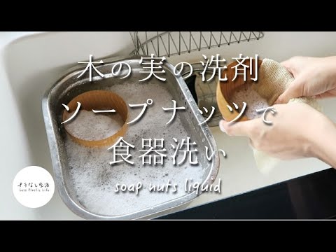 園芸 インドの石鹸メーカー、ソープツリー、ソープナッツ