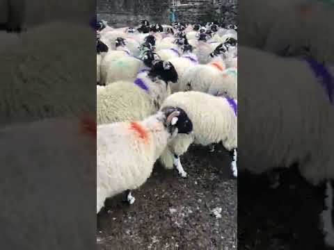 , title : 'Swaledale ewe lambs in Kerry'