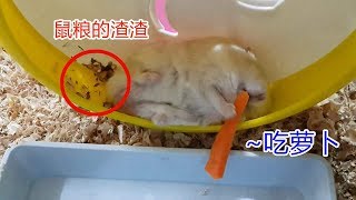 Download lagu 喂仓鼠吃萝卜, 布丁都像大爷一样躺着吃 =.= mp3