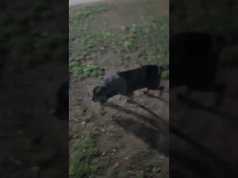 vinimos a la plaza a pasear... #perros #perrosgraciosos #parati