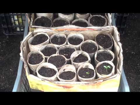 , title : 'Growing A Potato In A Bucket of Stones Experiment, Potatoes Update & Poly Tunnel Tour (124)'