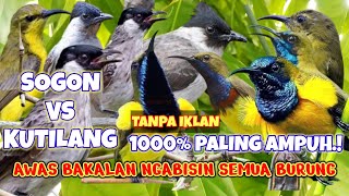 Download lagu suara pikat burung sogon paling ampuh mp3 || sogon vs kutilang ribut mp3 Download lagu suara pikat burung sogon paling ampuh mp3 || sogon vs kutilang ribut mp3