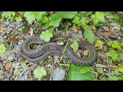 2018.05.20 the snake