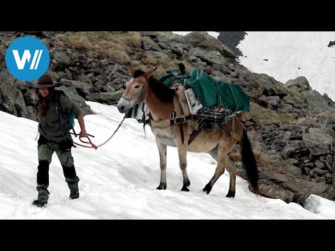 Piemont - Mit Mulis über Stock und Stein (ARTE 360° Reportage)