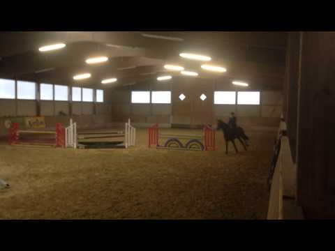 *2009 Stute von Contendro I x Quattro B x Ahorn Z