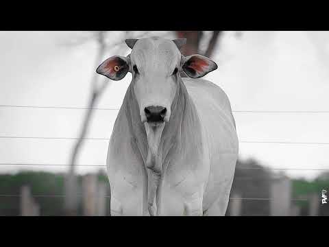 TOURO NELORE - 687 FIV ACN - ACNN 687