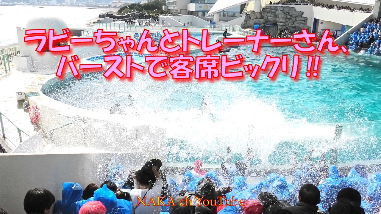 ラビーちゃんとトレーナーさん、バーストで客席ビックリ‼　＃鴨川シーワールド＃シャチ