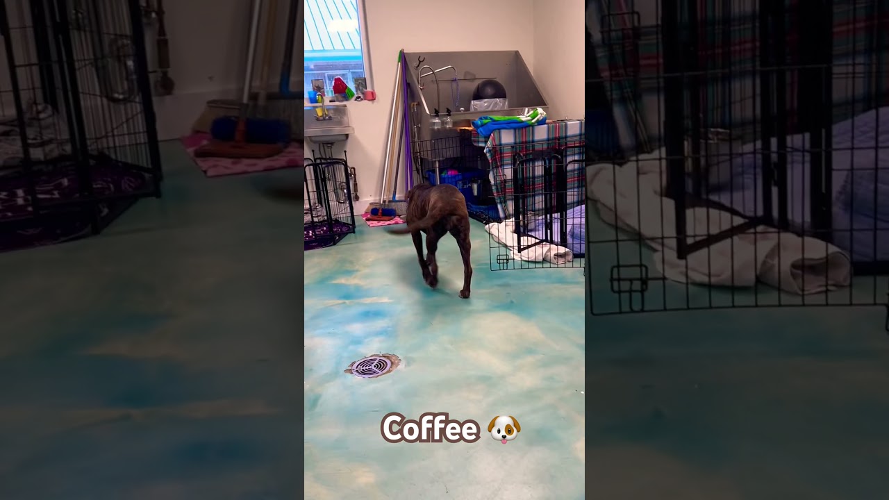 Coffee, a Adoptable mixed breed in Corpus Christi, TX video 6/6