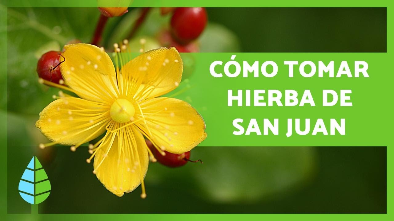 Watch HIPÉRICO o HIERBA de SAN JUAN 🌼🌿 ¡Propiedades, BENEFICIOS y Cómo Tomarlo! Now HIPÉRICO o HIERBA de SAN JUAN 🌼🌿 ¡Propiedades, BENEFICIOS y Cómo Tomarlo!