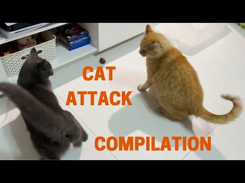 Vengeful cats attack each other COMPILATION #2