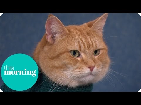 Holly And Ben Meet The Real Street Cat Named Bob | This Morning