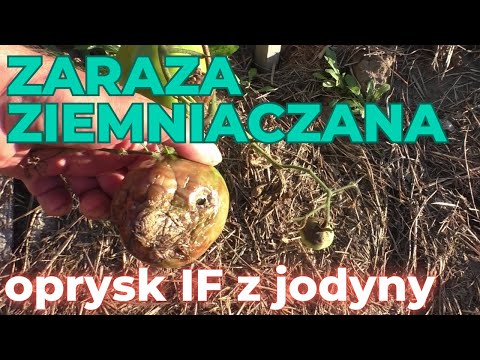 Zaraza ziemniaczana na pomidorach. Czy oprysk IF na zarazę ziemniaczaną z jodyny i krochmalu działa?