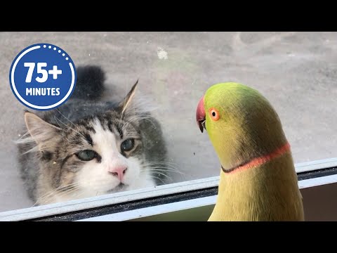 Funny Moments with Pets: The Hilarious Antics of our Furry Friends