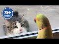The FUNNIEST Pet Videos Of The Year BEST Compilation