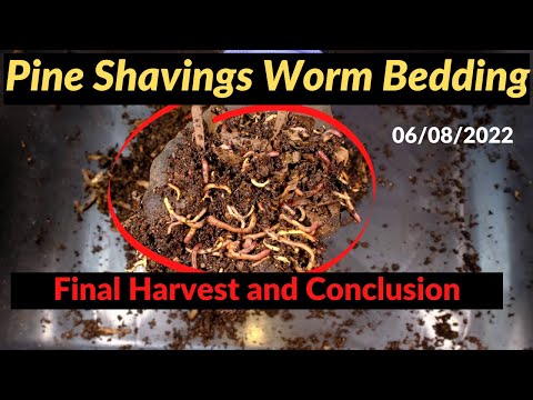 Pine Shavings Worm Bin - Final Harvest! 06/08/2022