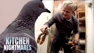 Ramsay Finds A Pigeon and More Dead Lobster in the Kitchen | Kitchen Nightmares