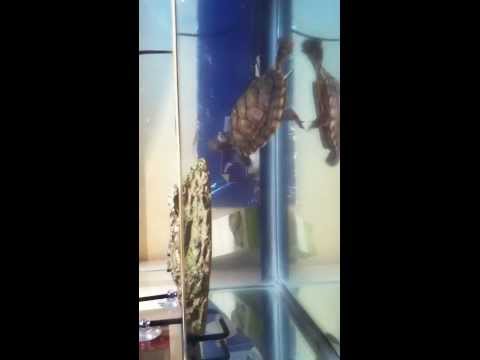 download lagu mp3 mp4 Fish Diarrhea, download lagu Fish Diarrhea gratis, unduh video klip Fish Diarrhea