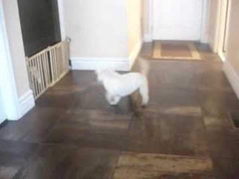 Niki the westie spinning around