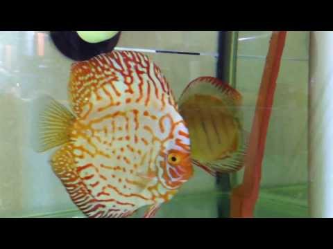 Discus breeding setup