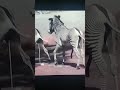Horn Zebra