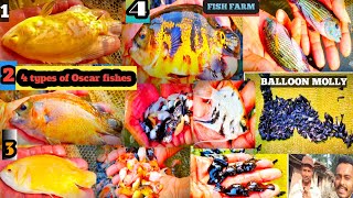 Oscar fishes breeding farm in india 🇮🇳🔥  | Aquarium fishes price🔥| Hindi | Ballon molly fish farming