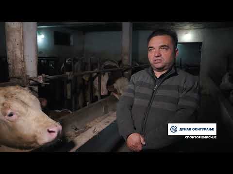 Složno, uspešno! ep. 154 28.02.2023. Mlečno govedarstvo, tov junadi, Blace, Ražanj