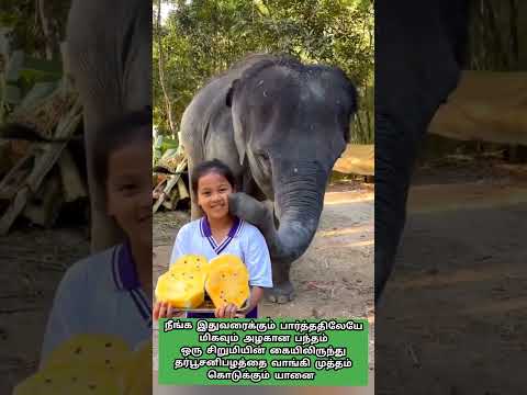 யானை கொடுத்த முத்தம்! தர்பூசணியால் வந்த செல்லச் சண்டை! | Baby and Elephant