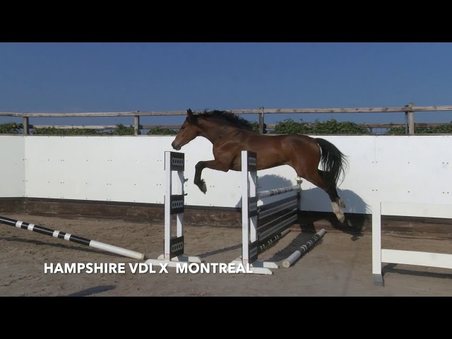 Mampshire Ryal K Jumping