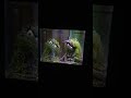 Sesame Street Episode 2610 Ending