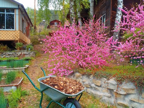 Буйство красок, цветущая сакура.