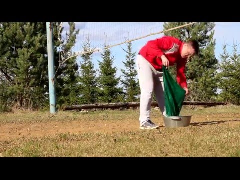 Sk Kuorsova volejbolisti aicynoi!