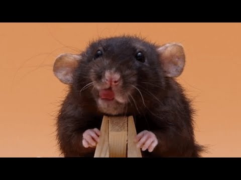 Meet Olive. She'll make you actually like rats.