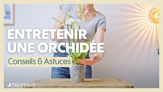 L'entretien d'une orchidée