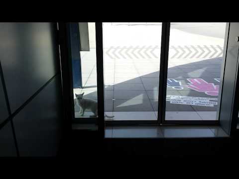 Cat at Palm Deira metro station Dubai