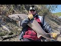 Video Thumbnail for GIANT 5FT+ STURGEON - North Sask River Fishing