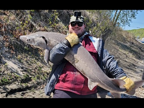 GIANT 5FT+ STURGEON - North Sask River Fishing