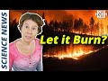 Are wildfires good?