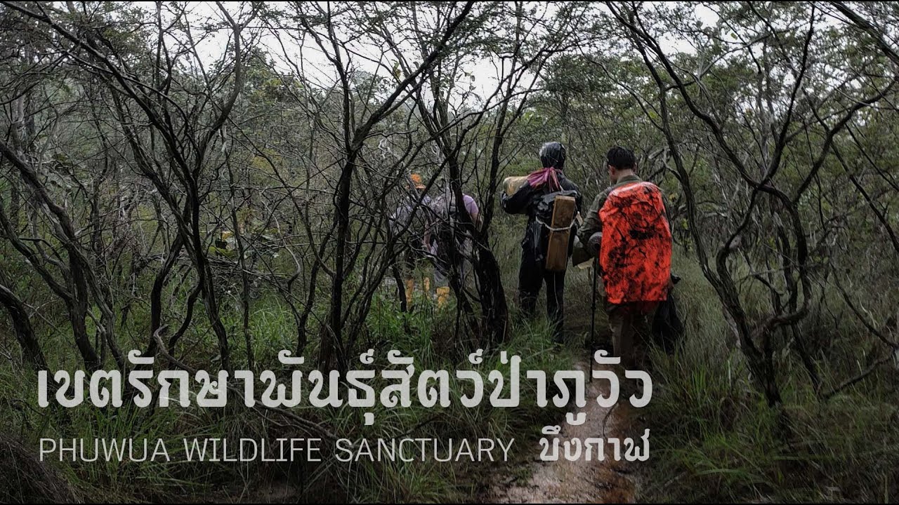 เขตรักษาพันธุ์สัตว์ป่าภูวัว