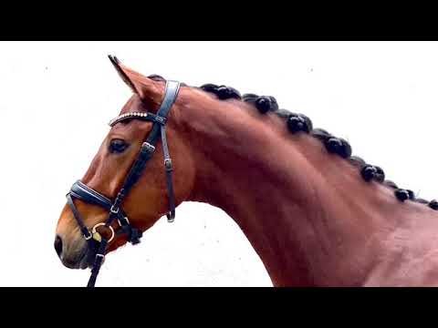 Moses - 5- jährige Wallach v. Morricone a.d. Puppenfee v. Plaisir d‘Amour