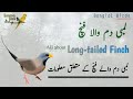 Long Tailed Finch Complete Information Finches Breeding Setup Long Tailed Finch Feed Information